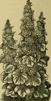 An illustration from Strawbridge & Clothier's quarterly (1882)