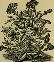 An illustration from Strawbridge & Clothier's quarterly (1882)