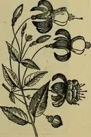 An illustration from Strawbridge & Clothier's quarterly (1882)