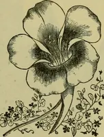 An illustration from Strawbridge & Clothier's quarterly (1882)