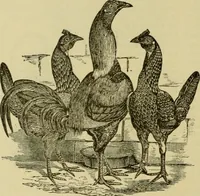 An illustration from Strawbridge & Clothier's quarterly (1882)