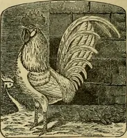 An illustration from Strawbridge & Clothier's quarterly (1882)