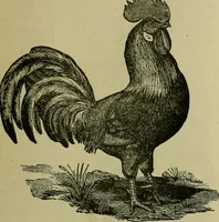 An illustration from Strawbridge & Clothier's quarterly (1882)