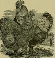 An illustration from Strawbridge & Clothier's quarterly (1882)