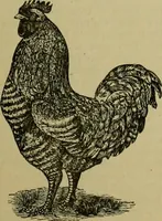Picture 53 of 1725 from Strawbridge & Clothier's quarterly (1882), leaf 28