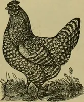 An illustration from Strawbridge & Clothier's quarterly (1882)