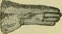 An illustration from Strawbridge & Clothier's quarterly (1882)