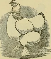 An illustration from Strawbridge & Clothier's quarterly (1882)