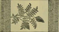 An illustration from Strawbridge & Clothier's quarterly (1882)