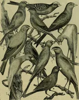 An illustration from Strawbridge & Clothier's quarterly (1882)
