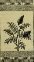 An illustration from Strawbridge & Clothier's quarterly (1882)
