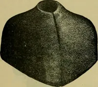 An illustration from Strawbridge & Clothier's quarterly (1882)