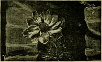 An illustration from Strawbridge & Clothier's quarterly (1882)