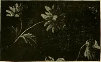 An illustration from Strawbridge & Clothier's quarterly (1882)