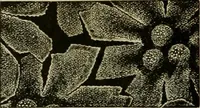 An illustration from Strawbridge & Clothier's quarterly (1882)