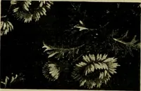 An illustration from Strawbridge & Clothier's quarterly (1882)