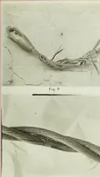 Picture 3 of 42 from Stresses in wire ropes bent over sheaves (1910), leaf 28