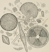 Picture 122 of 147 from The structural and industrial materials of California (1906), leaf 297