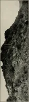 Picture 132 of 147 from The structural and industrial materials of California (1906), leaf 312