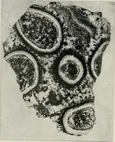 An illustration from The structural and industrial materials of California (1906)
