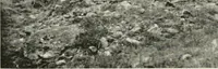 Picture 28 of 147 from The structural and industrial materials of California (1906), leaf 67