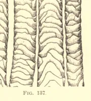 An illustration from The structure of fibres, yarns and fabrics : being a practical treatise for the use of all persons employed in the manufacture of textile fabrics (1891)