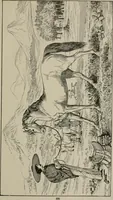 An illustration from The struggles for life and home in the North-west [microform] (1890)