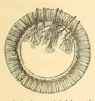 Picture 7 of 17 from The student's guide to diseases of the eye (1887), leaf 153