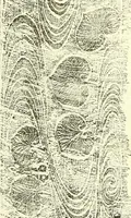 An illustration from Studies in the decorative art of Japan (1910)