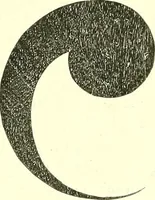 An illustration from Studies in the decorative art of Japan (1910)