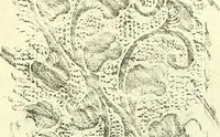 An illustration from Studies in the decorative art of Japan (1910)