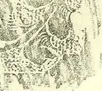 An illustration from Studies in the decorative art of Japan (1910)