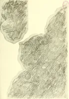 An illustration from Studies in the decorative art of Japan (1910)