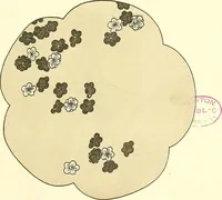 An illustration from Studies in the decorative art of Japan (1910)