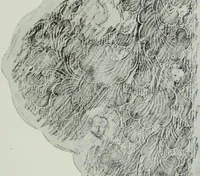 An illustration from Studies in the decorative art of Japan (1910)