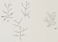 An illustration from Studies in the evolution of animals (1895)