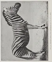 An illustration from Studies in the evolution of animals (1895)