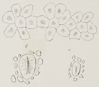 An illustration from Studies in the evolution of animals (1895)