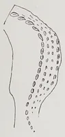 An illustration from Studies in the evolution of animals (1895)