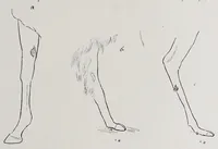 An illustration from Studies in the evolution of animals (1895)