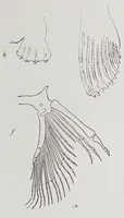 An illustration from Studies in the evolution of animals (1895)
