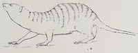 An illustration from Studies in the evolution of animals (1895)