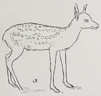Picture 14 of 15 from Studies in the evolution of animals (1895), leaf 383