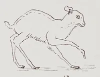 An illustration from Studies in the evolution of animals (1895)