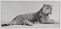 An illustration from Studies in the evolution of animals (1895)