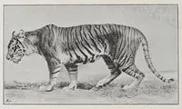 An illustration from Studies in the evolution of animals (1895)