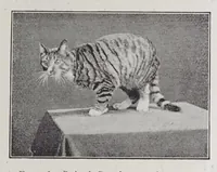 An illustration from Studies in the evolution of animals (1895)