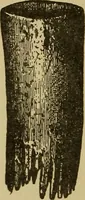 An illustration from Studies in primitive looms (1918)