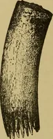 An illustration from Studies in primitive looms (1918)
