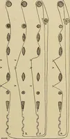 An illustration from Studies in primitive looms (1918)